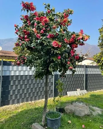 Casa Cristina דירה Gambarogno